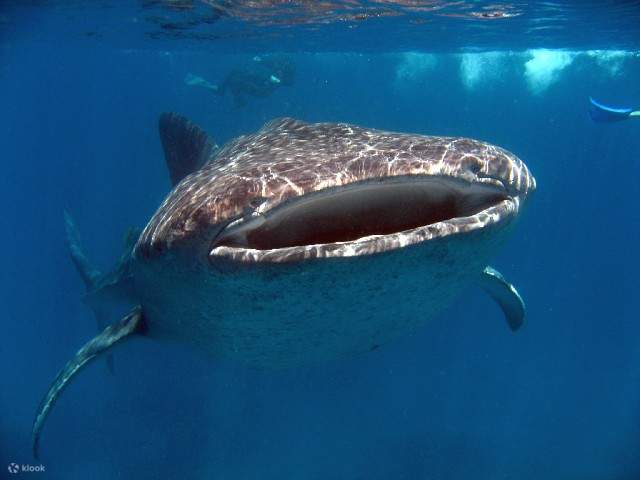 PADI Discover Scuba Diving