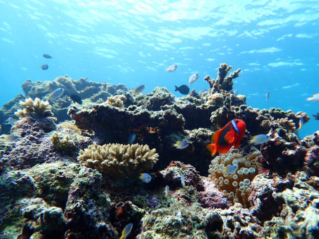 Pulau Ishigaki/1 Hari Pengalaman SUP/Kanu & Snorkeling Gua Biru di Teluk Kabira (Okinawa)