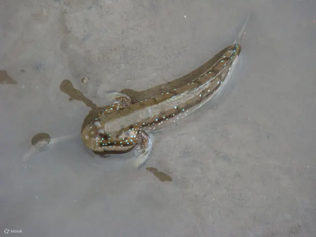 mud fish