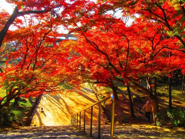 竈門神社と太宰府天満宮の紅葉1日ツアー | Klook