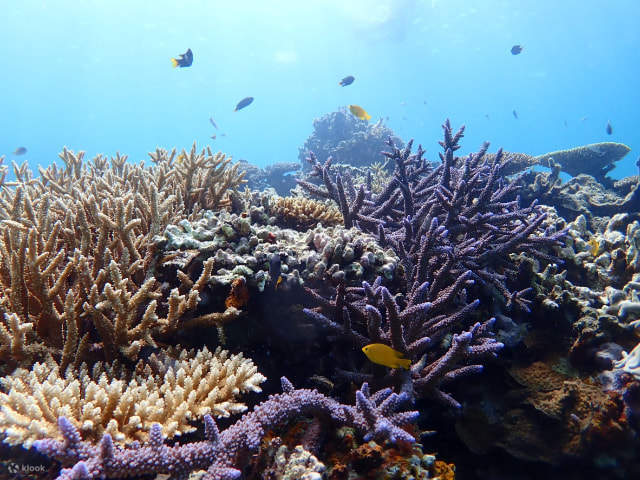 Đảo Ishigaki/1 ngày Chèo SUP/Ca nô Vịnh Kabira & Lặn biển hang động Xanh (Okinawa)