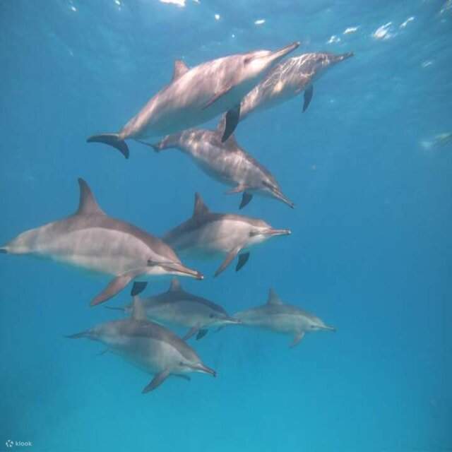 マルサアラム発 サマダイ ドルフィン ハウスへの日帰りダイビングツアー