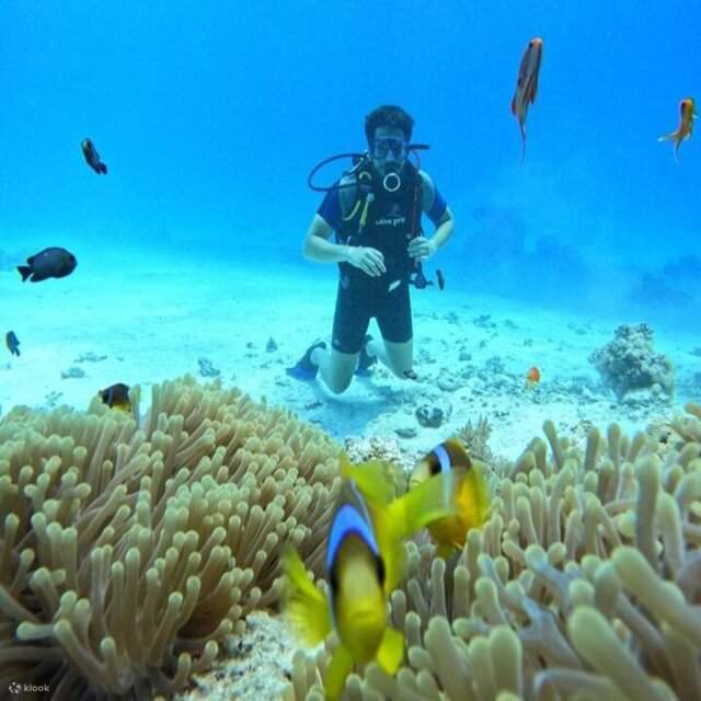 Excursion à la maison des dauphins de Samadai avec une plongée quotidienne au départ de Marsa Alam