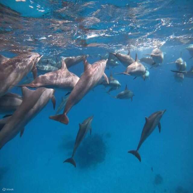 Trip ke samadai dolphin house dengan satu selaman harian dari Marsa Alam