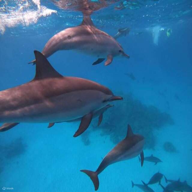 Excursion à la maison des dauphins de Samadai avec une plongée quotidienne au départ de Marsa Alam