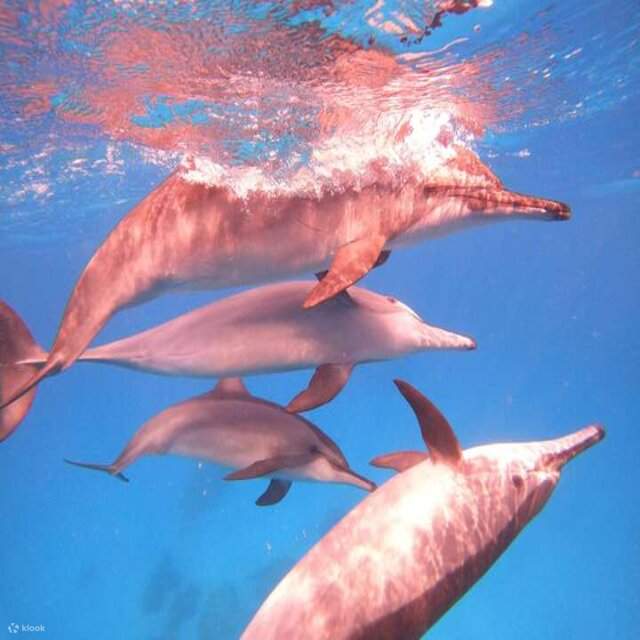 Excursion à la maison des dauphins de Samadai avec une plongée quotidienne au départ de Marsa Alam
