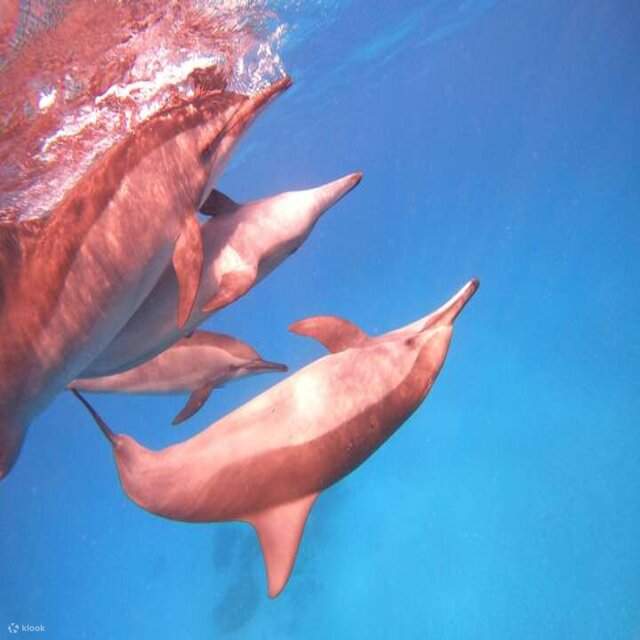 Excursion à la maison des dauphins de Samadai avec une plongée quotidienne au départ de Marsa Alam