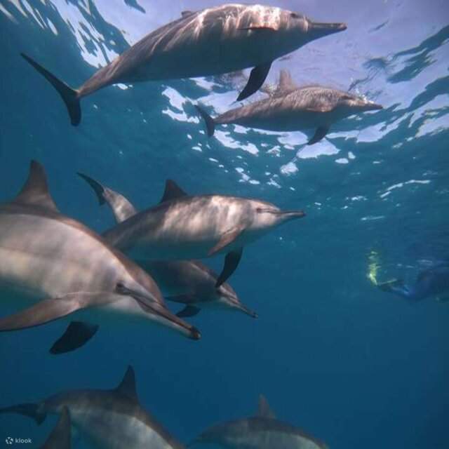 Trip ke samadai dolphin house dengan satu selaman harian dari Marsa Alam