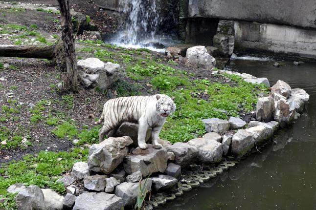 Shanghai Zoo Tickets - Klook Singapore
