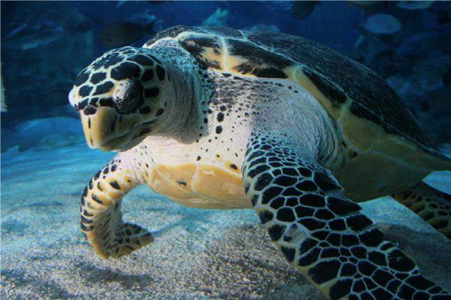 베이징 푸궈 해저세계