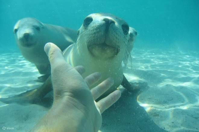 Aventure sous-marine du week-end à Port Lincoln