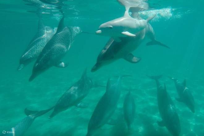 돌고래와 함께 수영