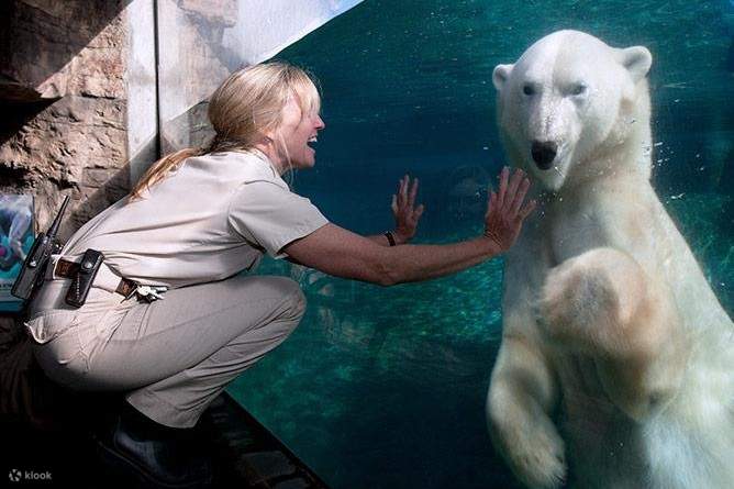 圣地牙哥动物园 - 北极熊馆