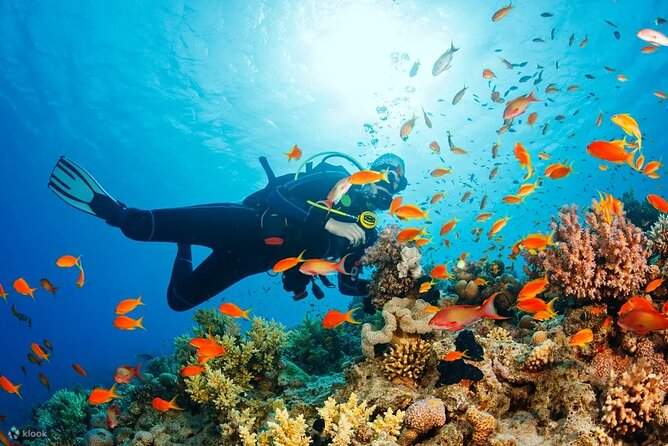 ラスモハメド島・ホワイト島 シュノーケリング・ダイビング体験（シャルムエルシェイク / VIPボート利用）