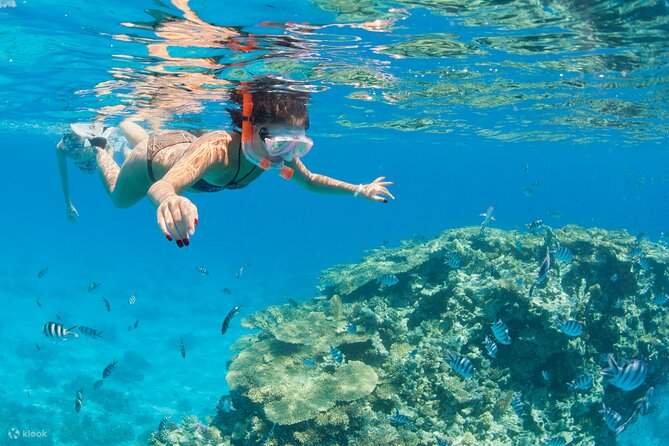 ラスモハメド島・ホワイト島 シュノーケリング・ダイビング体験（シャルムエルシェイク / VIPボート利用）