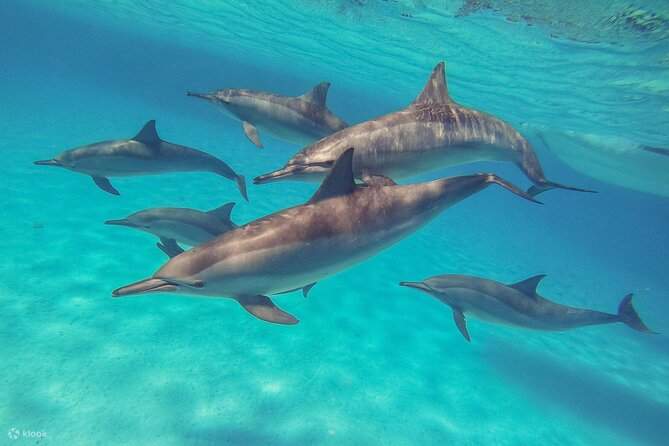 Excursion en mer avec plongée en apnée aux îles Hamata et Qulaan, déjeuner et transfert inclus - Marsa Alam