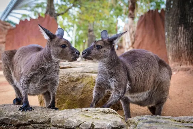 kangaroo looking at each other