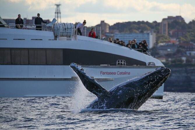 fantasea cruises whale watching