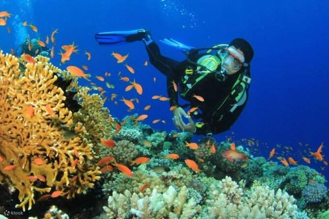 ラスモハメド島・ホワイト島 シュノーケリング・ダイビング体験（シャルムエルシェイク / VIPボート利用）