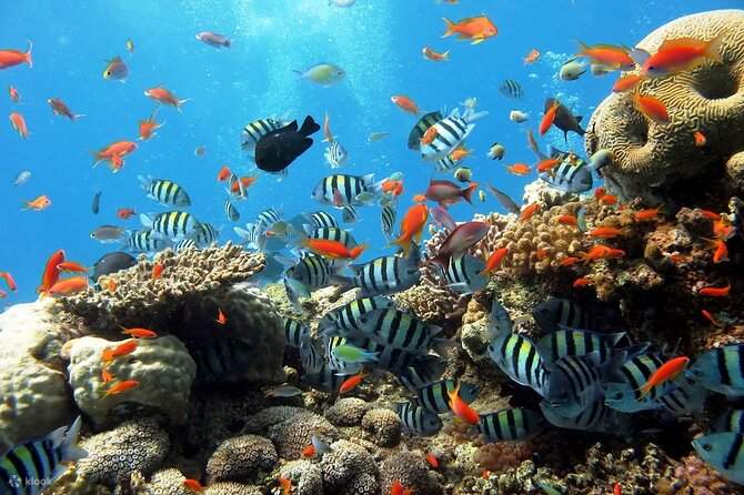 ラスモハメド島・ホワイト島 シュノーケリング・ダイビング体験（シャルムエルシェイク / VIPボート利用）