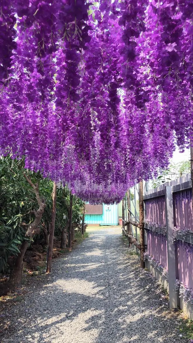 网美必访的紫藤花隧道！