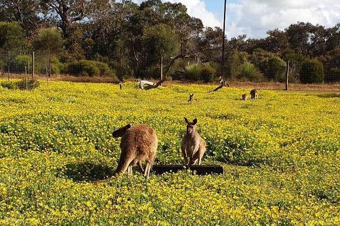 Kangaroo Island Day Tour from Adelaide - Klook