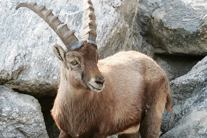 高山野山羊