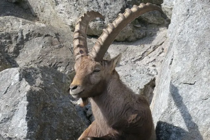 阿尔卑斯山野山羊