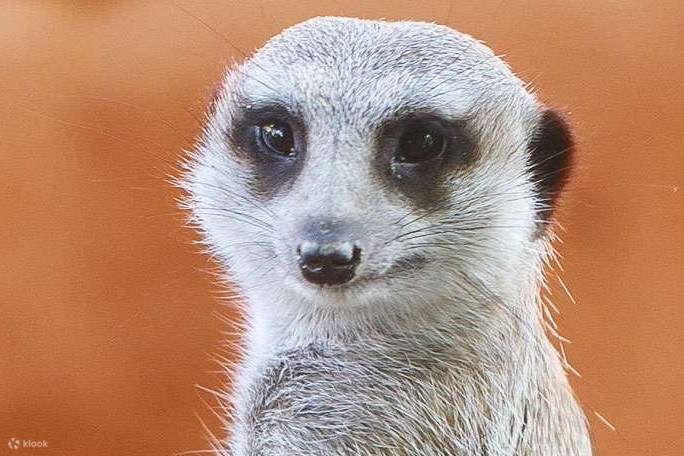 Zoo de Monarto, suricate