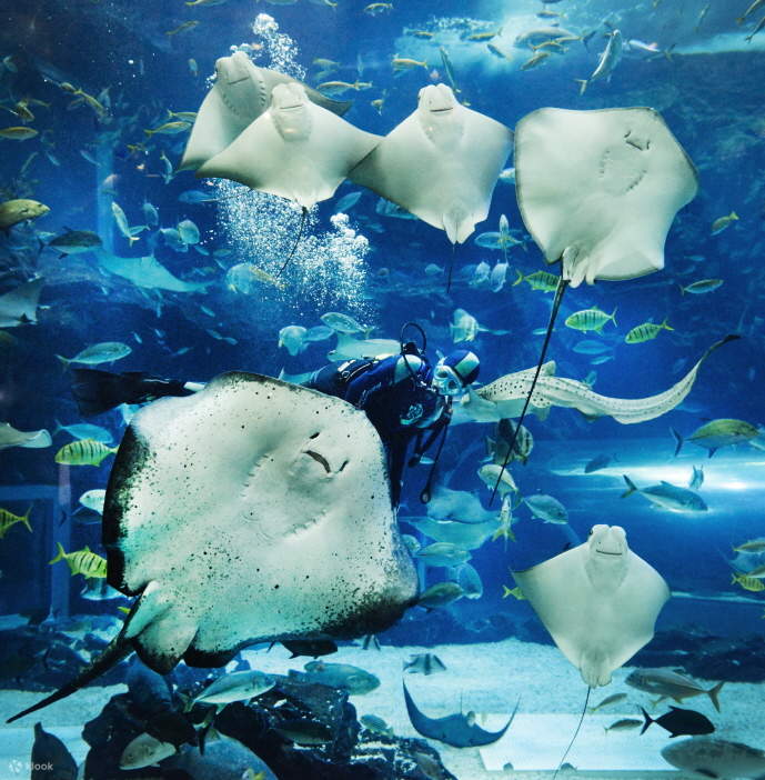 Biglietto per Aqua Planet a Ilsan