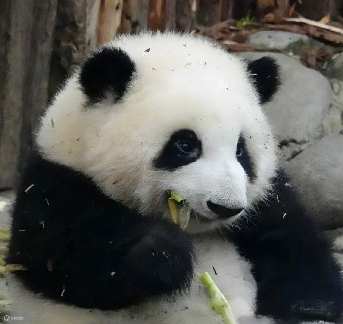 One-day tour to Chengdu Research Base of Giant Panda Breeding and ...