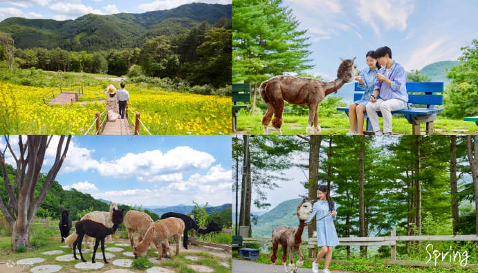 Billet pour Alpaca World à Hongcheon, Gangwon-do