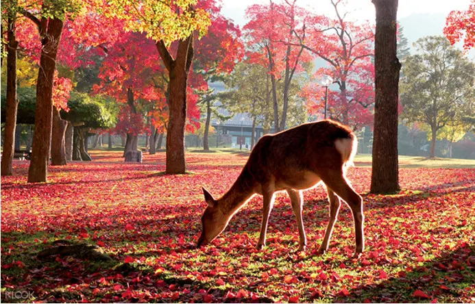東大寺,北野異人館,神戶公園