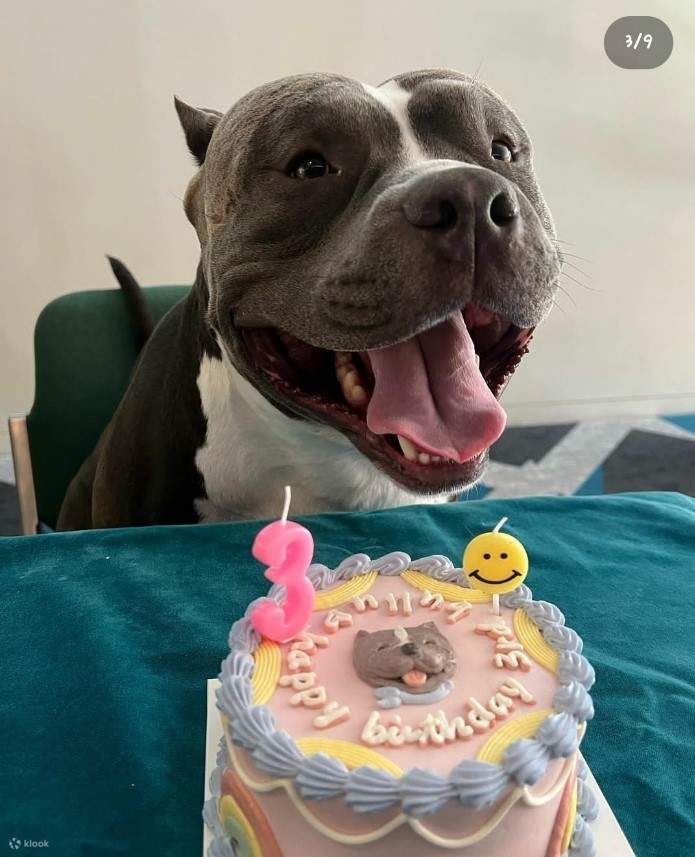 Cakes for outlet dogs ph