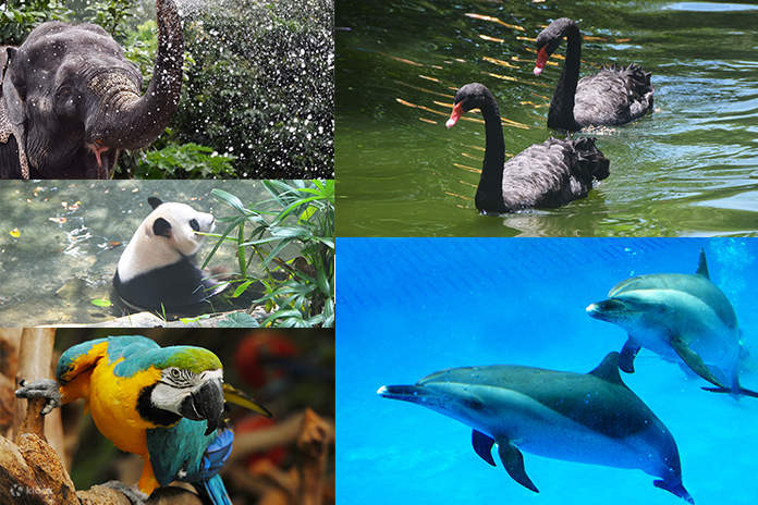 Shenzhen Safari Park Zoo ticket