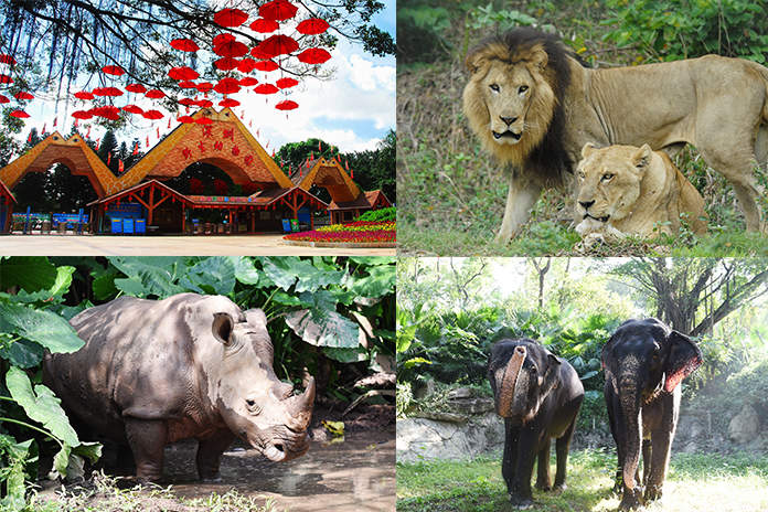 Shenzhen Safari Park Zoo ticket