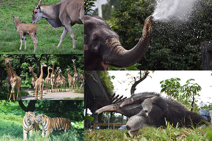 Shenzhen Safari Park Zoo ticket