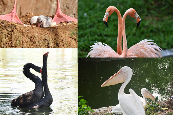 Shenzhen Safari Park Zoo ticket