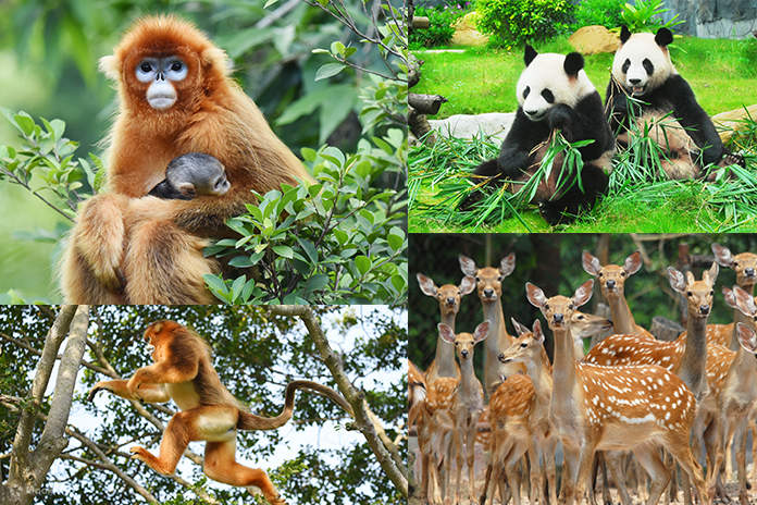 Shenzhen Safari Park Zoo ticket