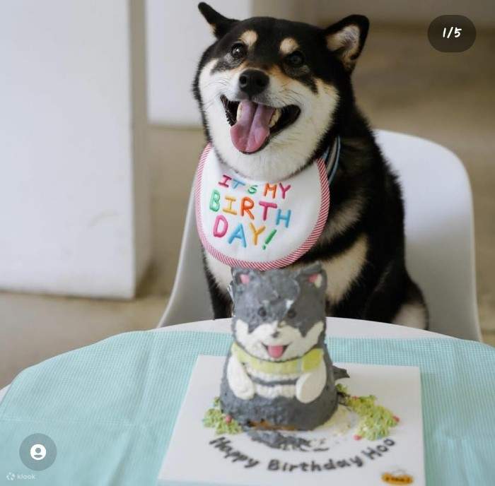 Dog cake classes pet food Dog treat Klook Canada