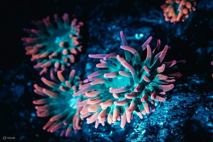 Nighttime Aquarium Tour