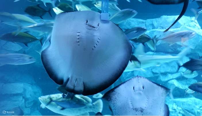 4. Presentazione ecologica 'Alimentazione del tubo della pastinaca'