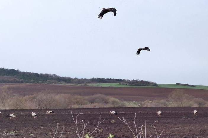 Vogelbeobachtung an 3 einzigartigen Orten erleben