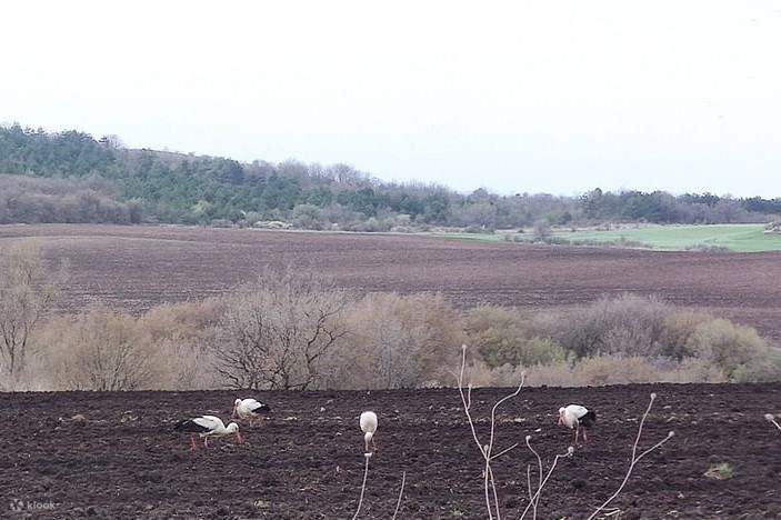 ประสบการณ์ดูนกใน 3 จุดที่ไม่เหมือนใครจากโซเฟีย