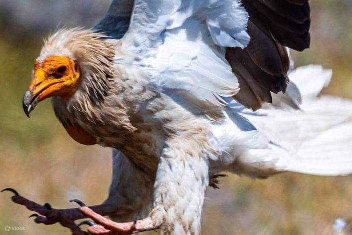 Pengalaman Private Birdwatching di 3 Spot Unik