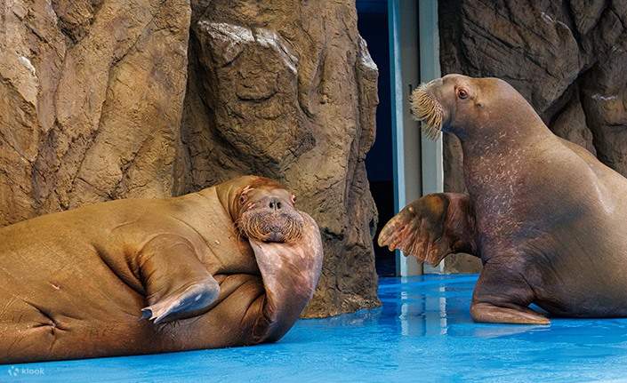 Aqua Planet 水上乐园门票（一山）