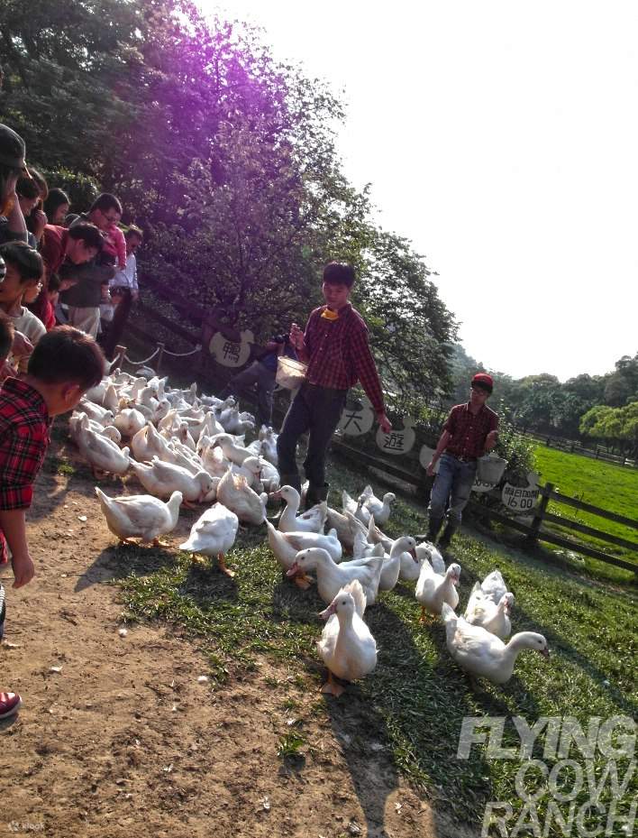 Biglietto d'ingresso al Flying Cow Ranch di Miaoli