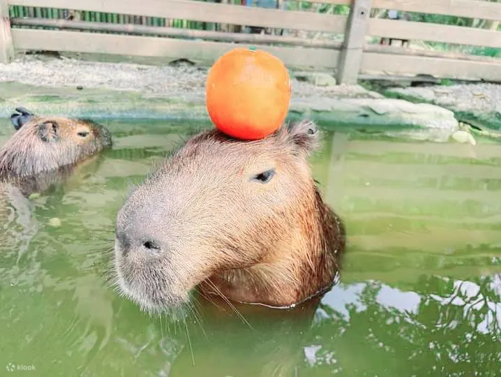 哈比丘