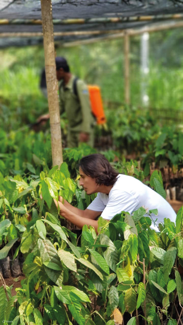 hái quả ca cao từ cây tại xưởng của chúng tôi