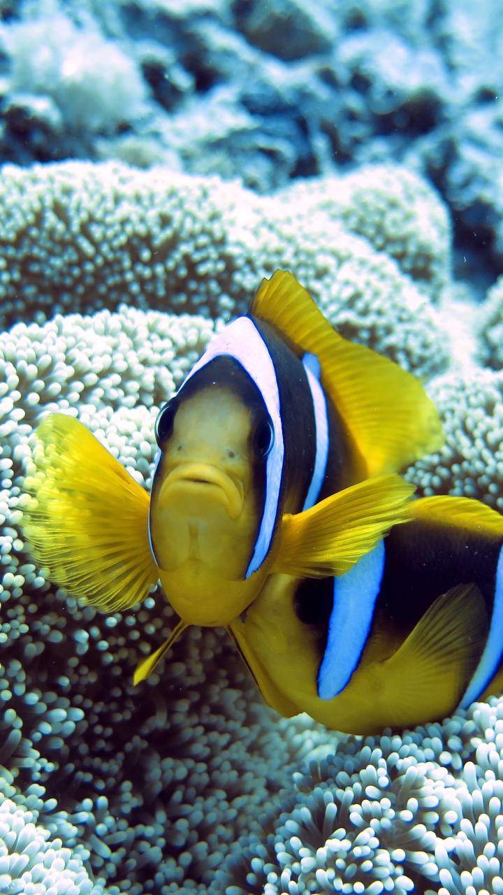 Explore a unique coral reef filled with surprises like Nemo fish.